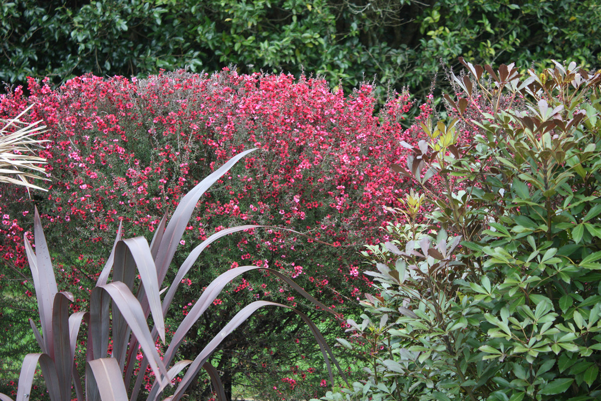 Leptospermum Wiri Donna (5).jpg